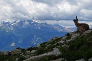 59 Stambecco  'unicorno' con vista in Disgrazia